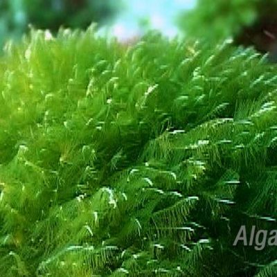 8 beneficios de la espirulina