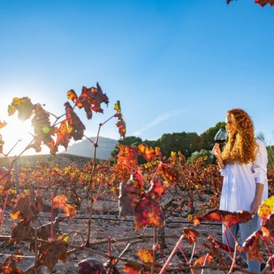 El bus del vino retoma sus salidas el próximo sábado con una visita a la ruta enoturística de Yecla