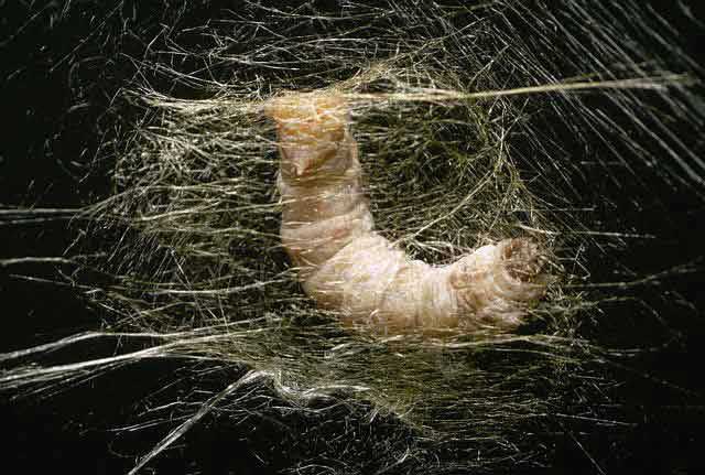 Curiosidades que nos sabías sobre la seda
