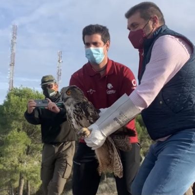 Liberan dos búhos reales en El Valle tras someterse a rehabilitación en el Centro de Recuperación de Fauna