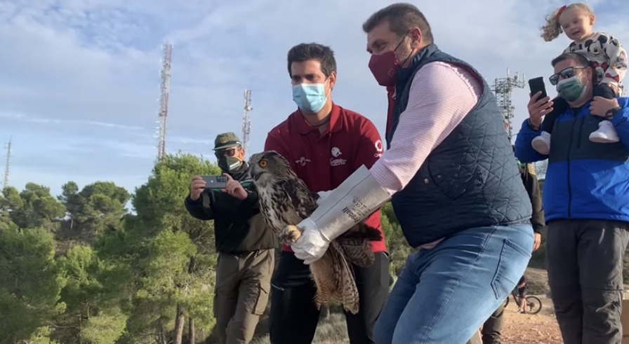 Liberan dos búhos reales en El Valle tras someterse a rehabilitación en el Centro de Recuperación de Fauna