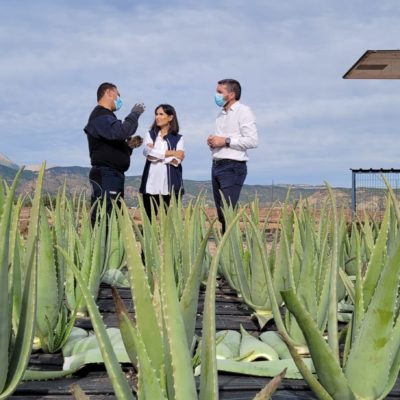 El cultivo de aloe vera en la Región de Murcia crece un 200 por ciento en los últimos tres años gracias a su rentabilidad