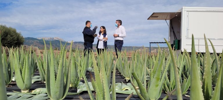 El cultivo de aloe vera en la Región de Murcia crece un 200 por ciento en los últimos tres años gracias a su rentabilidad