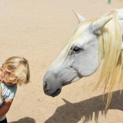 ENTREVISTA | Fundación Cavalli promueve un proyecto pedagógico con caballos y naturaleza que fomenta el bienestar de los niños