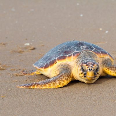 NATURALEZA | La tortuga boba intenta anidar en La Manga