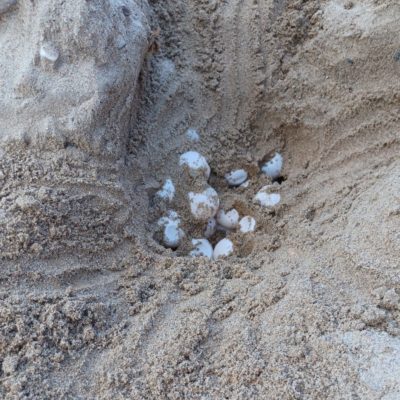 NATURALEZA | Una tortuga boba consigue nidificar en Isla Plana después de tres años de intentos fallidos de esta especie en la costa murciana 