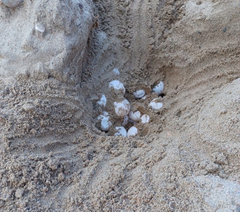 NATURALEZA | Una tortuga boba consigue nidificar en Isla Plana después de tres años de intentos fallidos de esta especie en la costa murciana 
