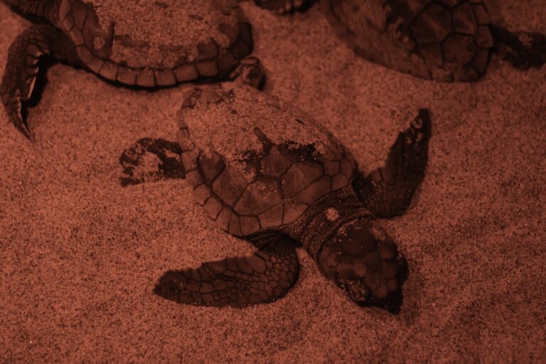 NATURALEZA | Nacen 49 ejemplares de tortuga boba en el nido del Parque Regional de Calblanque y otras cuatro en el Centro de Recuperacion El Valle 