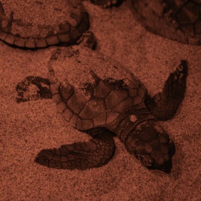 NATURALEZA | Nacen 49 ejemplares de tortuga boba en el nido del Parque Regional de Calblanque y otras cuatro en el Centro de Recuperacion El Valle 