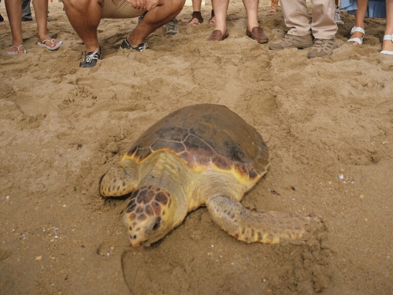 MEDIO AMBIENTE | Recuperados y liberados 33 ejemplares de tortuga boba en los últimos diez años