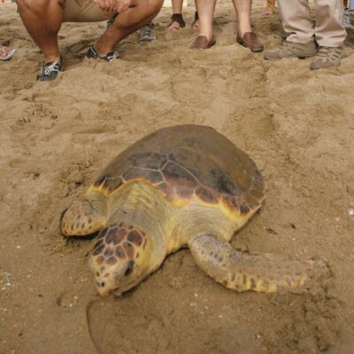 MEDIO AMBIENTE | Recuperados y liberados 33 ejemplares de tortuga boba en los últimos diez años