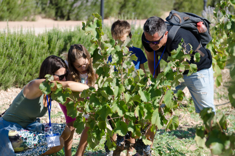 TURISMO | Bodegas Luzón da el pistoletazo de salida a la XII edición de su “Vendimia Abierta”